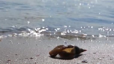 Yakın çekim. Kabuk kum Beach üzerinde.