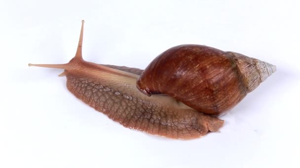 Gartenschnecke auf weißem Hintergrund — Stockvideo