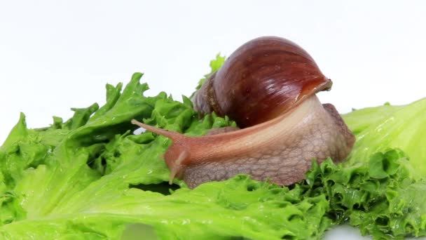 Caracol de Borgoña comiendo una hoja de lechuga — Vídeos de Stock