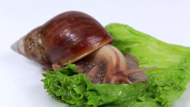 Caracol de Borgoña comiendo una hoja de lechuga — Vídeos de Stock