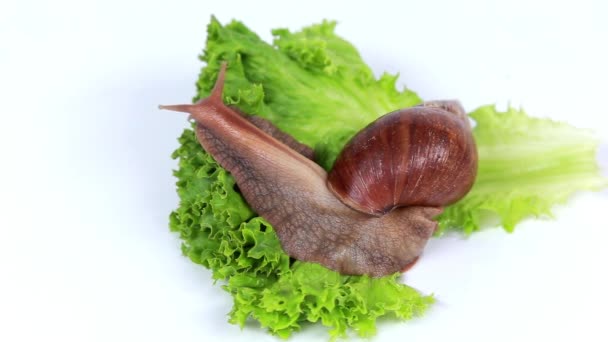 Caracol de Borgoña comiendo una hoja de lechuga — Vídeos de Stock