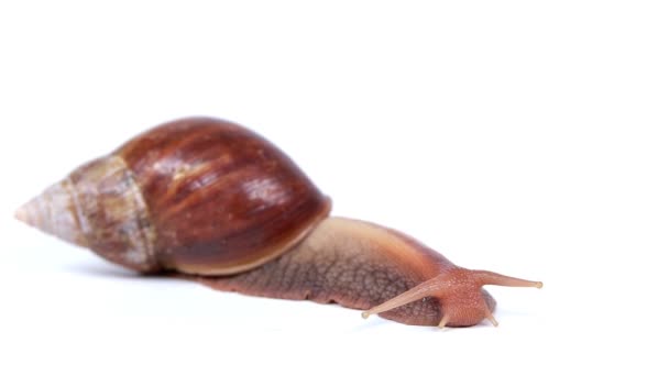 Garden snail on white background — Stock Video