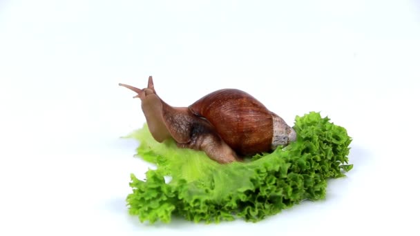 Caracol de Borgoña comiendo una hoja de lechuga — Vídeos de Stock