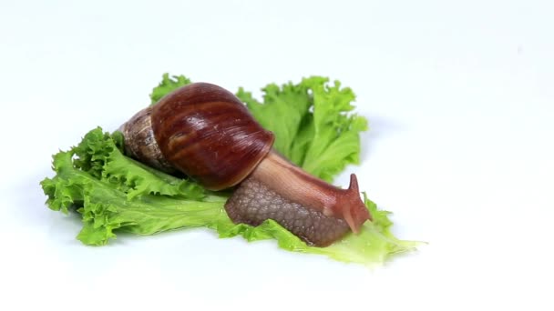 勃艮第蜗牛吃莴苣叶 — 图库视频影像