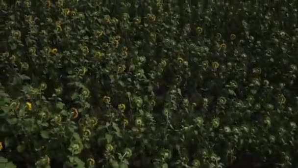 Gebied van bloeiende zonnebloemen op een achtergrond zonsondergang. Luchtfoto. — Stockvideo