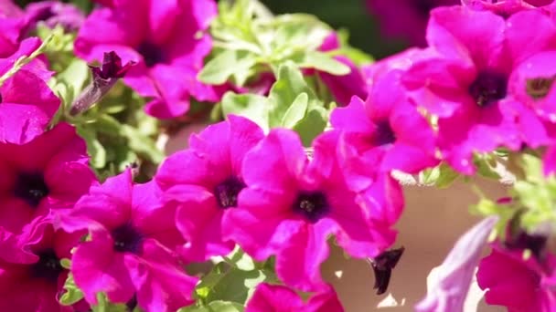 Roze petunia bloemen in de tuin — Stockvideo