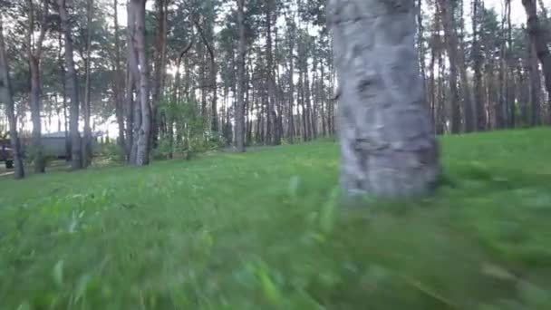 Лес и трава — стоковое видео
