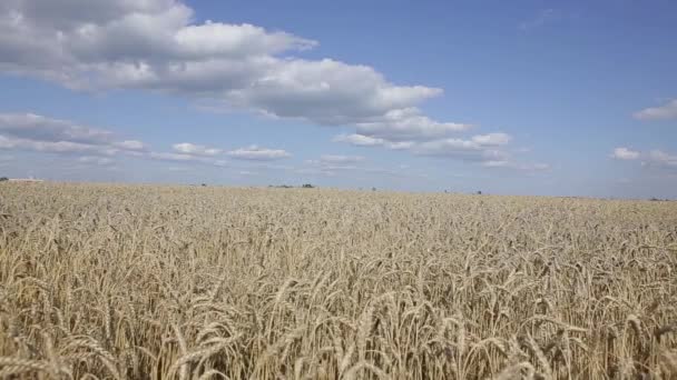 épillets dans le champ et le ciel 