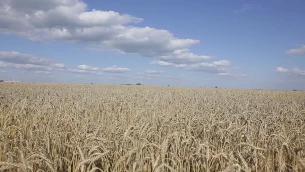 Espiguillas en el campo y el cielo — Vídeo de stock