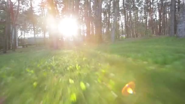 Bosque y día soleado mañana — Vídeos de Stock