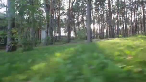 Skov og solrig dag morgen – Stock-video