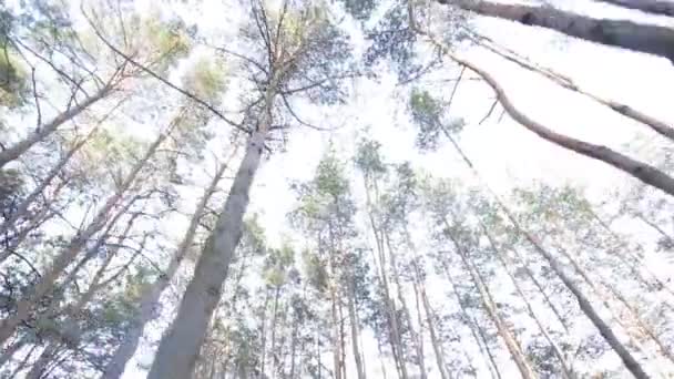 Bosque y día soleado mañana — Vídeo de stock
