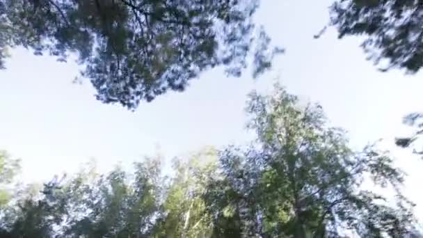 Wald und sonniger Morgen — Stockvideo