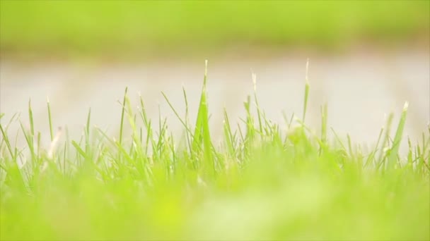Утренняя прогулка по траве — стоковое видео