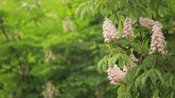 Rustle of leaves on trees — Stock Video