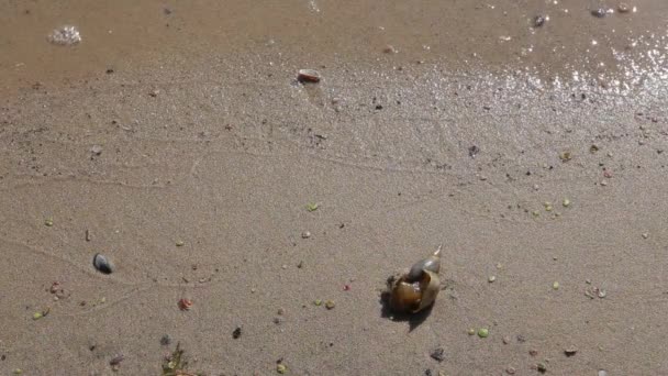 Close-up. Κέλυφος σε ένα αμμουδιά της παραλίας. — Αρχείο Βίντεο