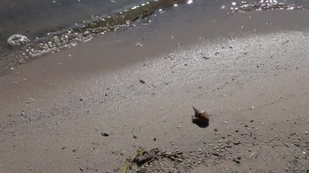 Крупный план. Раковина на пляжном песке . — стоковое видео