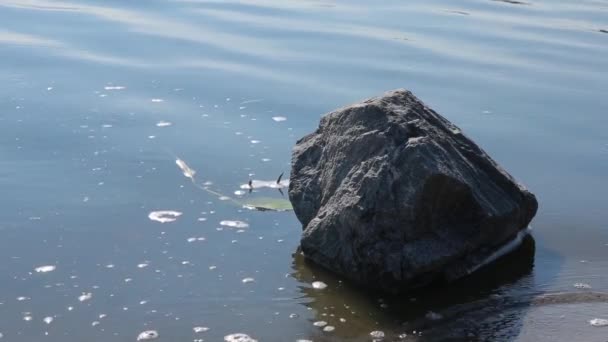 Grande pedra na margem do rio. dia de verão — Vídeo de Stock