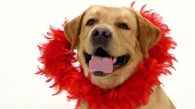 Sevgililer Labrador yavru köpek ve kırmızı üzerine beyaz izole kalp glitter.