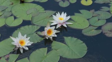 white water-lily on water