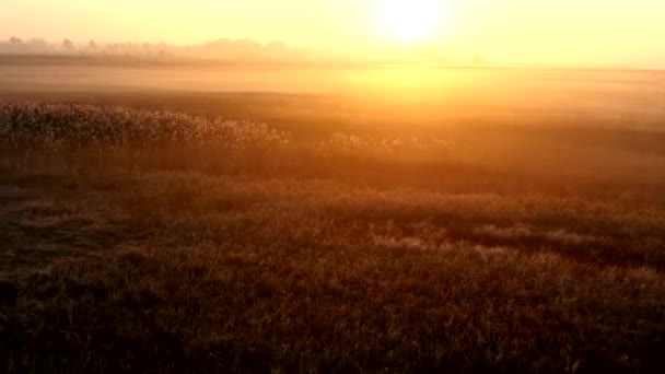 Sonnenaufgang über der Wiese an einem nebligen Herbsttag. Luftaufnahme. — Stockvideo