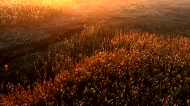 Lever de soleil sur la prairie dans un jour d'automne brumeux. Plan aérien . — Video