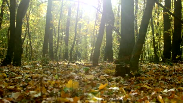 Beautiful Sunrise in autumn forest — Stock Video