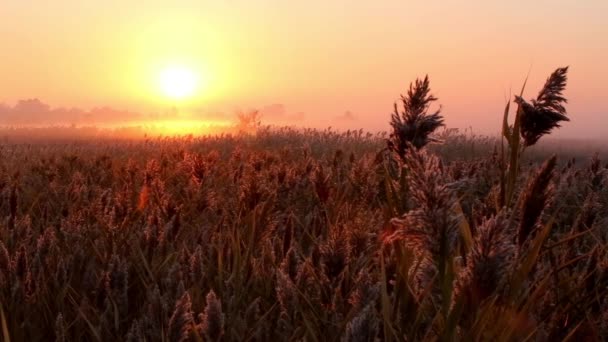 Sonnenaufgang über dem Schilf auf einem Feld im Herbst — Stockvideo
