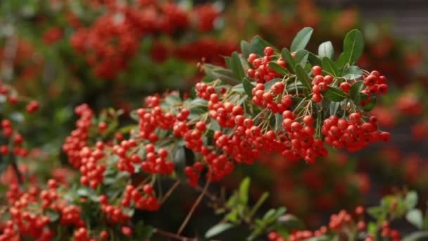 Det är en hel del hösten mountain ash — Stockvideo