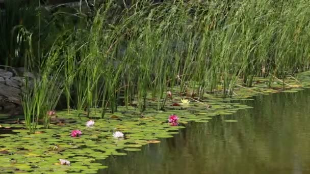 Lelies en waterlelies op water met stenen — Stockvideo