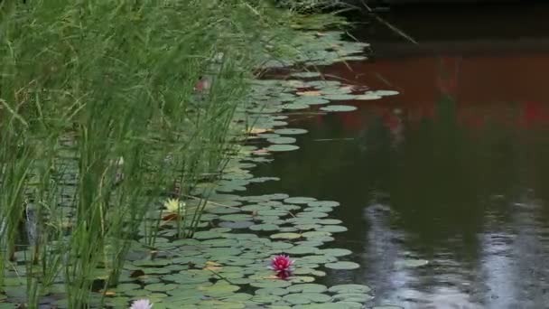 Różowe Lilie i lilie wodne — Wideo stockowe