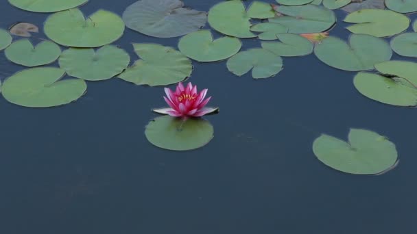 One pink water-lilies — Stock Video
