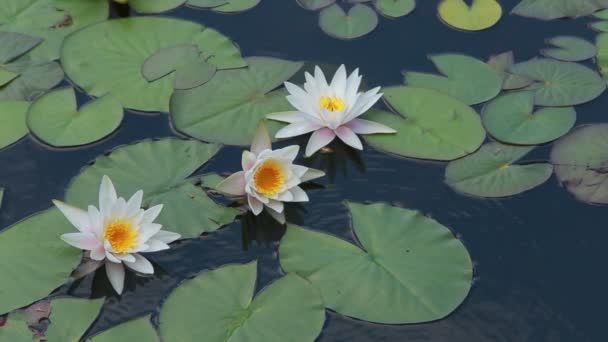 White water-lily on water — Stok video