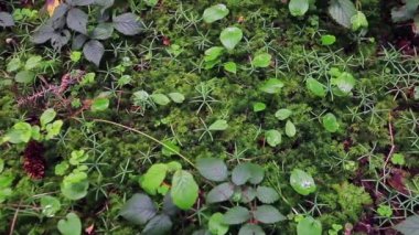Yeşil yosun makro yakın çekim ayrıntılı olarak orman