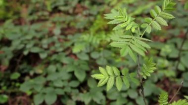 Orman yeşil yapraklar