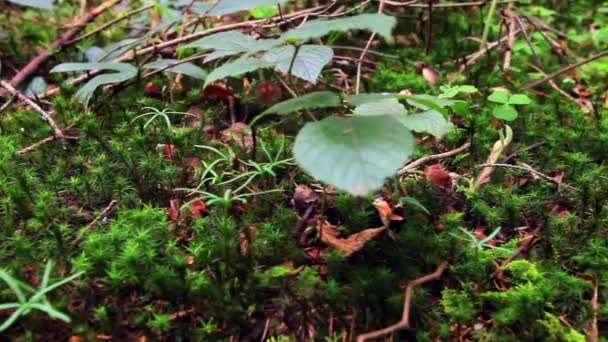 Macro musgo verde primer plano detalle en el bosque — Vídeo de stock