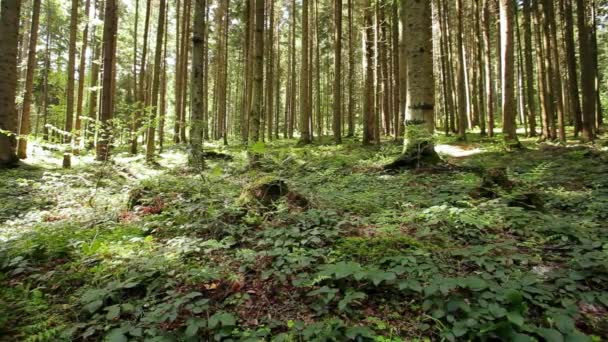 Vacker natur på morgonen i den dimmiga vårskogen med solstrålar — Stockvideo