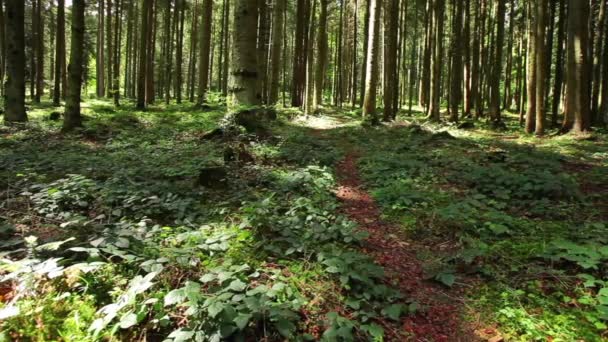 Road in summer beautiful forest. — Stock Video