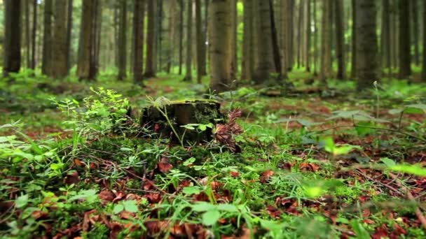 Gran tronco de árbol en el bosque de verano — Vídeos de Stock