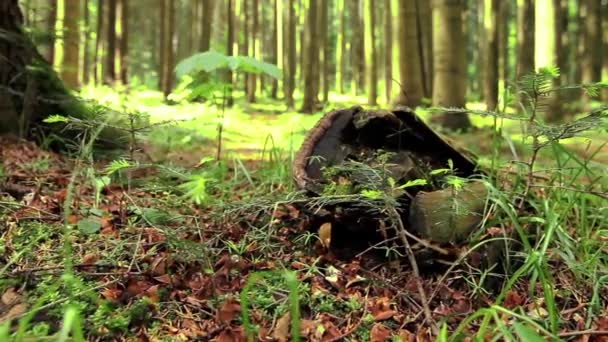 Großer Baumstumpf im Sommerwald — Stockvideo