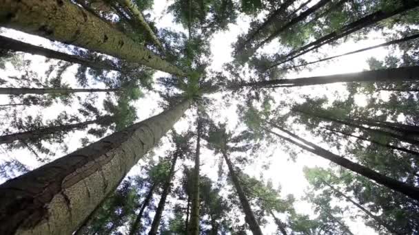 Wald Bäume Natur Grün Holz Sonnenlicht Hintergründe — Stockvideo
