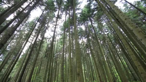 Hermosa naturaleza por la mañana en el bosque de primavera brumoso con rayos de sol — Vídeos de Stock