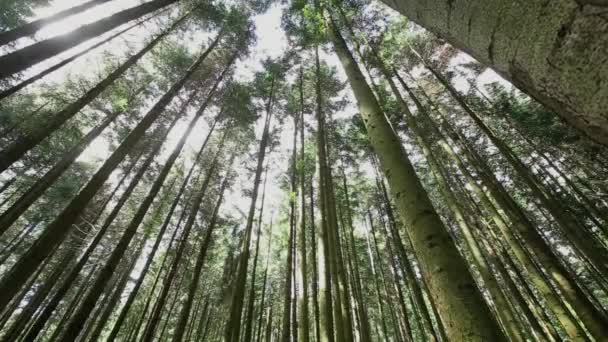 Bela natureza de manhã na nebulosa floresta de primavera com raios de sol — Vídeo de Stock