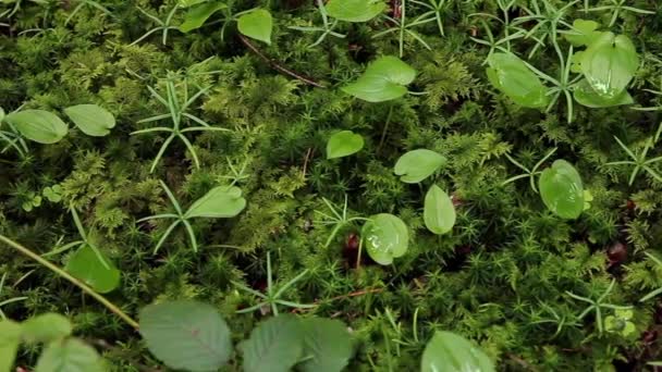 Green moss macro close up detail in the forest — Stock Video