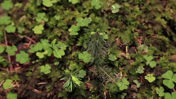 Зеленые листья в лесу — стоковое видео