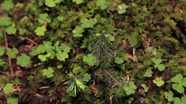 Hojas verdes en el bosque — Vídeos de Stock