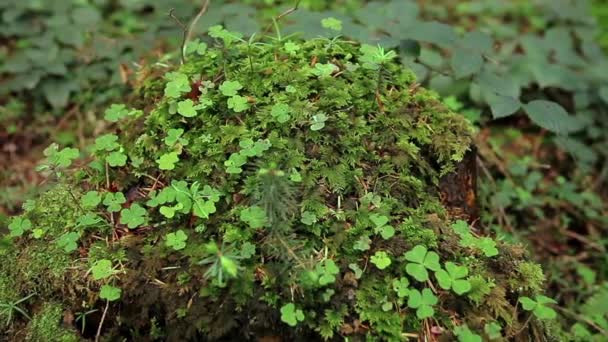 Macro musgo verde primer plano detalle en el bosque — Vídeo de stock