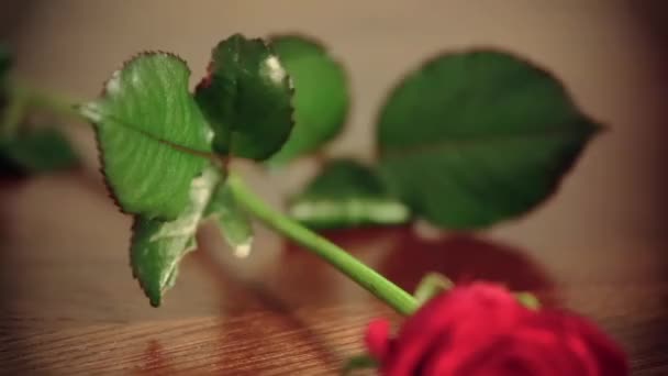 Rode rozen op tafel — Stockvideo