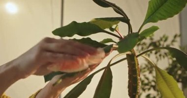 Kapatın ellerinizi. Yumuşak iç aydınlatma altında turuncu bir bezle bir bitkinin büyük yeşil yapraklarını silerken..