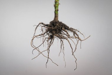 Bitki kökleri ve toprak iplikçikleri nötr bulanık bir zemin üzerinde asılı, botanik, tarım, ekoloji ve yeraltı büyüme yapısını gösteren.
